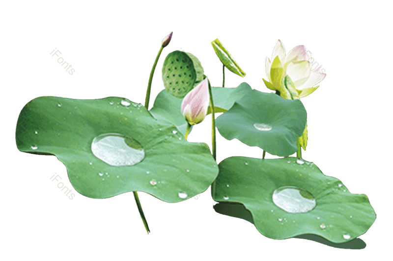 夏至图片,荷花元素,夏天PNG,花卉免抠素材